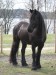 Frisian_Horse