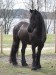 450px-Frisian_Horse